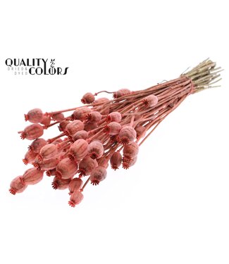 QC Papaver per bunch Coral ( x 6 )