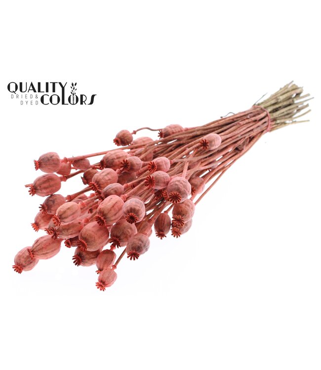 Papaver per bunch Coral ( x 6 )