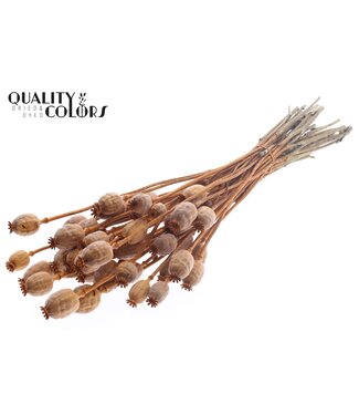 QC Papaver per bunch Terracotta ( x 6 )