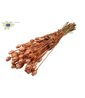 QC Papaver per bunch Copper + Glitter ( x 6 )