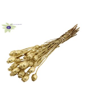 QC Papaver per bunch Gold + Glitter ( x 15 )