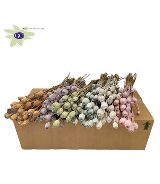 QC Papaver per bunch Mixed colours Frosted ( x 15 )
