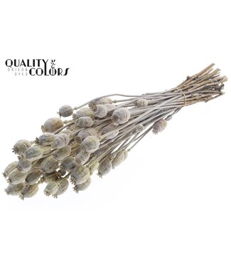 QC Papaver per bunch Frosted Light Yellow ( x 6 )