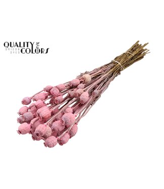 QC Papaver per bunch Frosted Pink ( x 15 )