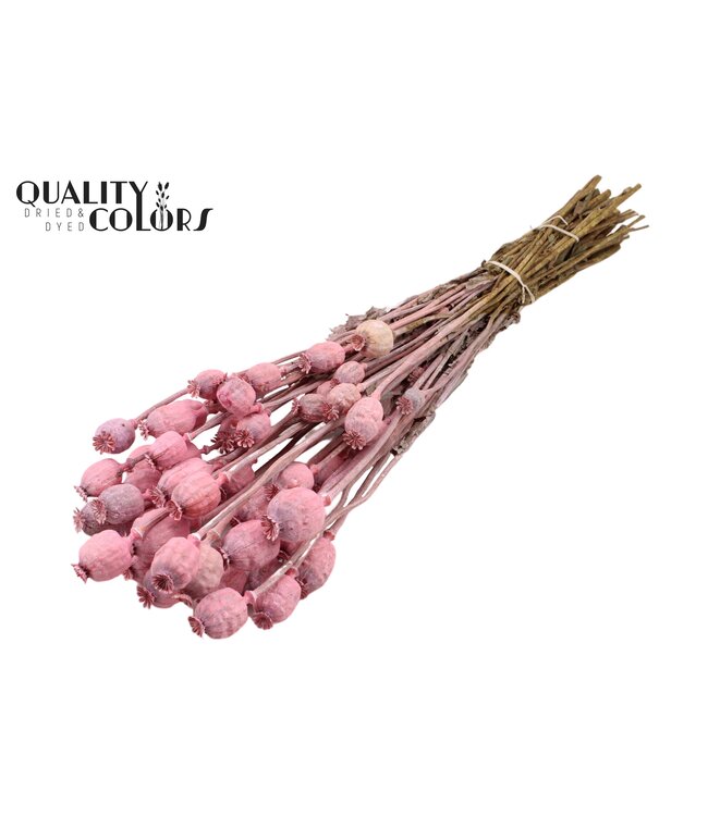 Papaver per bunch Frosted Pink ( x 15 )