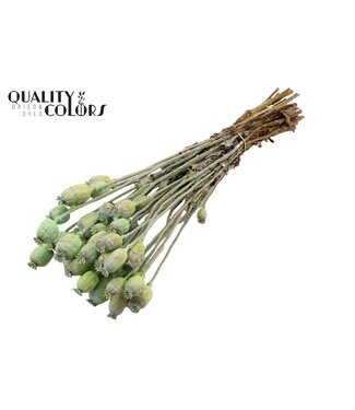 QC Papaver per bunch Frosted Mint Green ( x 6 )