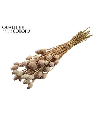 QC Papaver per bunch Natural ( x 6 )