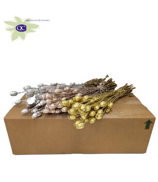 QC Papaver per bunch Mixed colours Wedding ( x 15 )