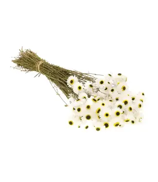 Dutch Dried Acroclinium blanc fleurs séchées | ± 35 fleurs par bouquet | Longueur 45 centimètres | Par pièce