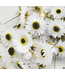 White Acroclinium dried flowers | ± 35 flowers per bunch | Length 45 centimetres | Order per bunch