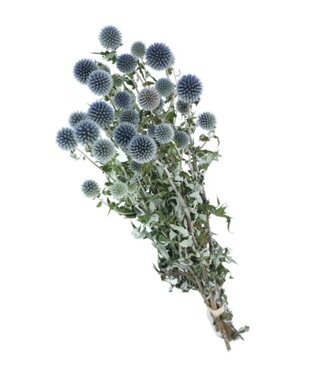 Dutch Dried Chardon boule naturel bleu-gris | Echinops fleurs séchées | Longueur ± 65 cm | Par pièce