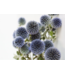 Chardon boule naturel bleu-gris | Echinops fleurs séchées | Longueur ± 65 cm | Commande par bouquet