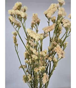 MyFlowers Butter yellow dried Curved Sea Lavender | Statice Sinuata dried flowers | Length ± 70 centimetres | Per bunch