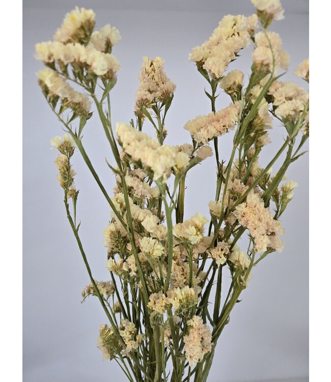 Butter yellow dried Curved Sea Lavender | Statice Sinuata dried flowers | Length ± 70 centimetres | Available per bunch