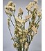 Butter yellow dried Curved Sea Lavender | Statice Sinuata dried flowers | Length ± 70 centimetres | Available per bunch