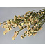Butter yellow dried Curved Sea Lavender | Statice Sinuata dried flowers | Length ± 70 centimetres | Available per bunch