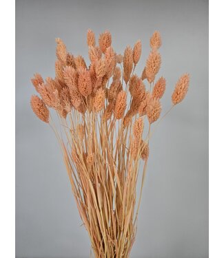 MyFlowers Salmon-coloured dried Canary Grass | Phalaris dried flowers | Length 70 centimetres | Per bunch