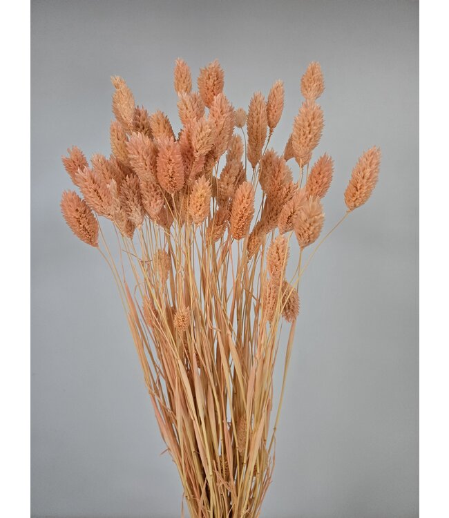 Salmon-coloured dried Canary Grass | Phalaris dried flowers | Length 70 centimetres | Available per bunch
