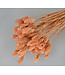 Salmon-coloured dried Canary Grass | Phalaris dried flowers | Length 70 centimetres | Available per bunch