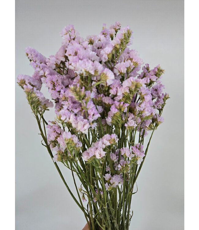 Milkapaars dried Curly Sea Lavender | Statice Sinuata dried flowers | Length ± 70 centimetres | Available per bunch