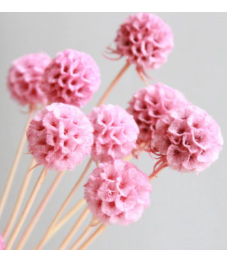 Casa Alegria Pink preserved Scabiosa dried flowers | Length 45 centimetres | Per 10 stems
