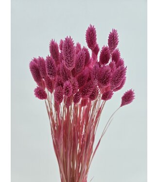MyFlowers Pink Dried Canary Grass | Phalaris Dried Flowers | Length 70 centimetres | Per Bunch
