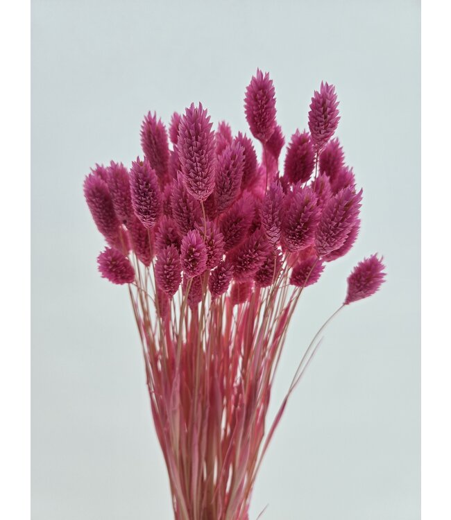 Pink Dried Canary Grass | Phalaris Dried Flowers | Length 70 centimetres | Available per bunch