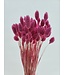 Pink Dried Canary Grass | Phalaris Dried Flowers | Length 70 centimetres | Available per bunch