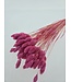 Pink Dried Canary Grass | Phalaris Dried Flowers | Length 70 centimetres | Available per bunch