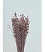 Pink Misty dried flax | Pink Misty Linum dried flowers | Length ± 55 centimetres | Available per bunch