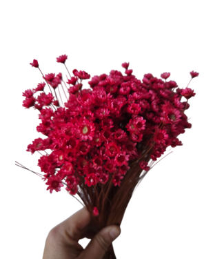 Casa Alegria Fleurs séchées de Campanules rouge moyen | Fleurs séchées Glixia Star rouges | Longueur ± 50 cm | Par bouquet