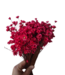 Mittelrote getrocknete Glockenblumen | Rote Glixia Sternblumen Trockenblumen | Länge ± 50 cm | Pro Bund bestellbar