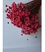 Mittelrote getrocknete Glockenblumen | Rote Glixia Sternblumen Trockenblumen | Länge ± 50 cm | Pro Bund bestellbar