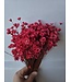 Mittelrote getrocknete Glockenblumen | Rote Glixia Sternblumen Trockenblumen | Länge ± 50 cm | Pro Bund bestellbar