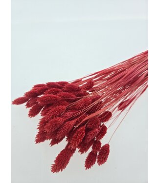 MyFlowers Coral-coloured dried Canary Grass | Phalaris dried flowers | Length 70 centimetres | Per bunch