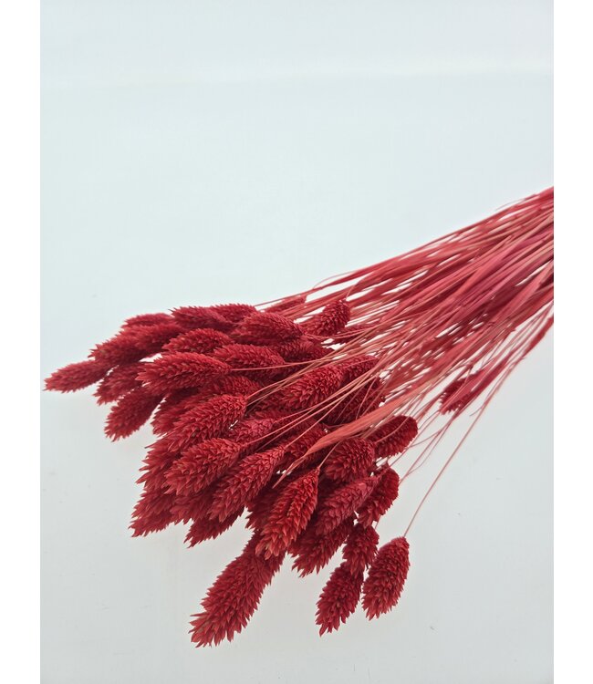 Coral-coloured dried Canary Grass | Phalaris dried flowers | Length 70 centimetres | Available per bunch