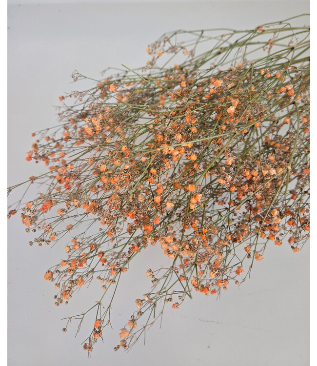 Orange dried baby's breath | Gypsophila dried flowers | Length 70 centimetres | Available to order per 5 stems