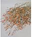 Orange dried baby's breath | Gypsophila dried flowers | Length 70 centimetres | Available to order per 5 stems