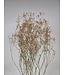Orange dried baby's breath | Gypsophila dried flowers | Length 70 centimetres | Available to order per 5 stems