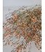 Orange dried baby's breath | Gypsophila dried flowers | Length 70 centimetres | Available to order per 5 stems
