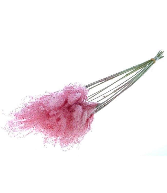 Pink dried fluffy Pampas grass | Length 65 centimetres | Available to order per ten plumes