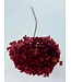 Pomegranate Red Hydrangea Cabeza | Length 50 centimetres | Available per piece