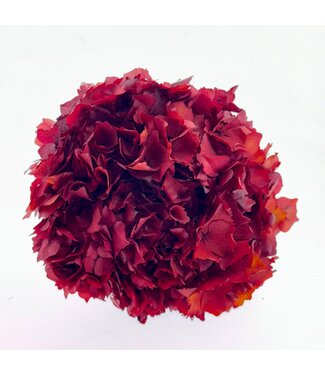 Casa Alegria Red dried and preserved Hydrangea | Length 30 centimetres | Per piece