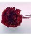 Red dried and preserved Hydrangea | Length 30 centimetres | Available to order individually