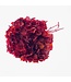 Red dried and preserved Hydrangea | Length 30 centimetres | Available to order individually