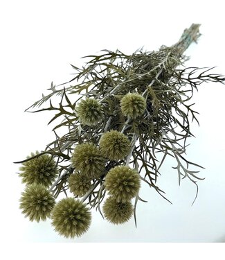 Casa Alegria Echinops séché naturellement | Longueur 65 centimètres | Par bouquet