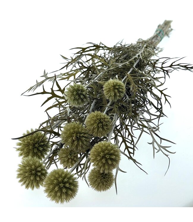 Naturally dried Echinops | Length 65 centimetres | Available per bunch