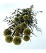 Naturally dried Echinops | Length 65 centimetres | Available per bunch