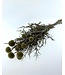Naturally dried Echinops | Length 65 centimetres | Available per bunch