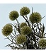 Naturally dried Echinops | Length 65 centimetres | Available per bunch